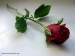 red.rose.jpg