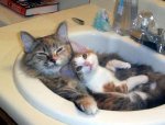 cats-in-sink.jpg