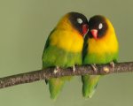 love-birds.jpg