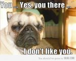 dog-funny-hilarious-i-dont-like-you-like-Favim.com-458022.jpg