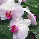hawaii-orchids.jpg