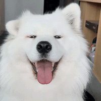White Dog GIF