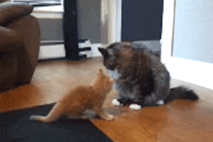 Fight Lol GIF by America's Funniest Home Videos's Funniest Home Videos