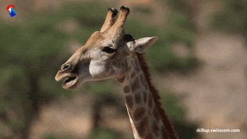 Giraffe Patient GIF by Swisscom
