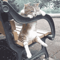 Sad Cat GIF Sad Cat GIF